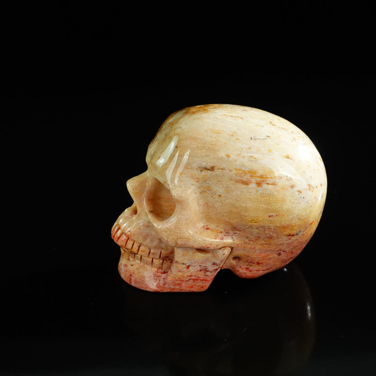 3.0" Coral Fossil Crystal Skull Carving - Unique Piece #CF03