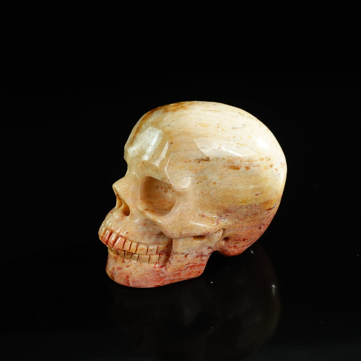 3.0" Coral Fossil Crystal Skull Carving - Unique Piece #CF03