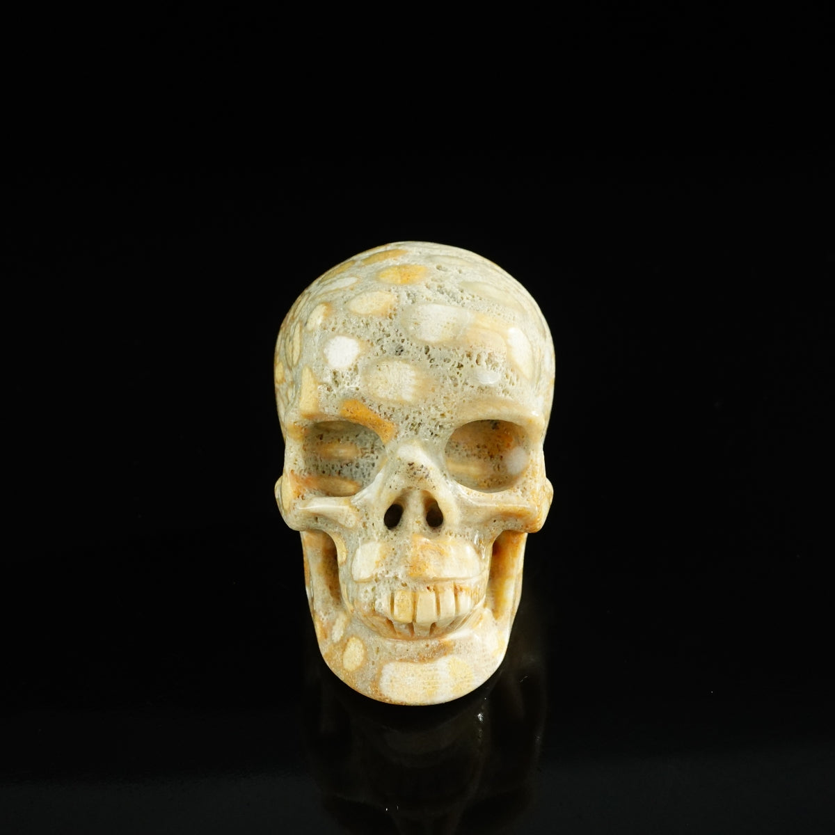 3.0" Coral Fossil Crystal Skull Carving - Unique Piece #CF04
