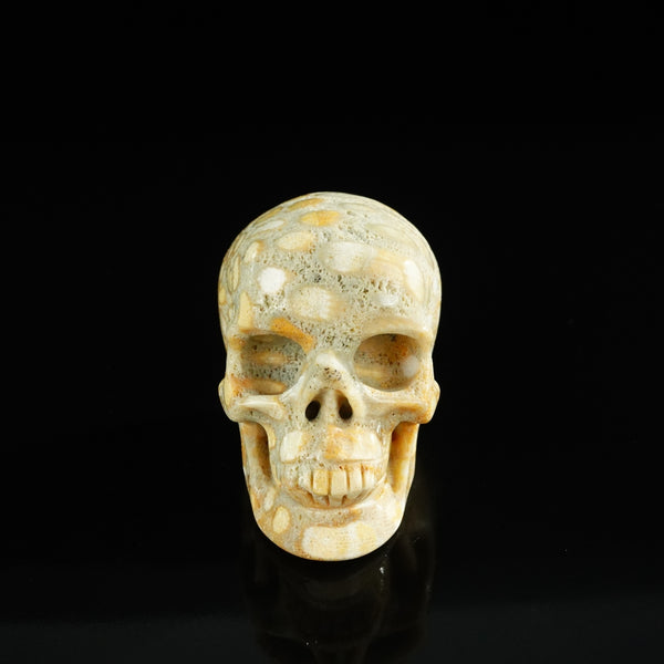 3.0" Coral Fossil Crystal Skull Carving - Unique Piece #CF04
