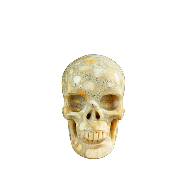 3.0" Coral Fossil Crystal Skull Carving - Unique Piece #CF04