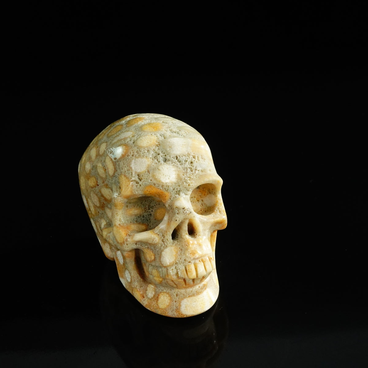 3.0" Coral Fossil Crystal Skull Carving - Unique Piece #CF04