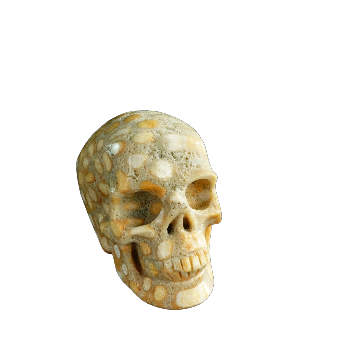 3.0" Coral Fossil Crystal Skull Carving - Unique Piece #CF04