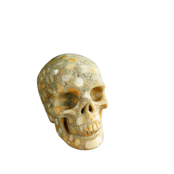 3.0" Coral Fossil Crystal Skull Carving - Unique Piece #CF04 - alternate view