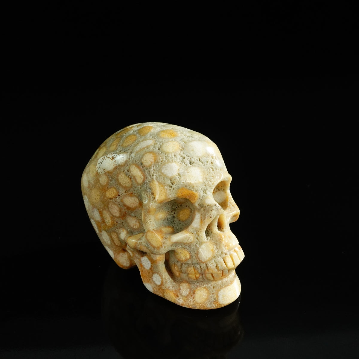 3.0" Coral Fossil Crystal Skull Carving - Unique Piece #CF04