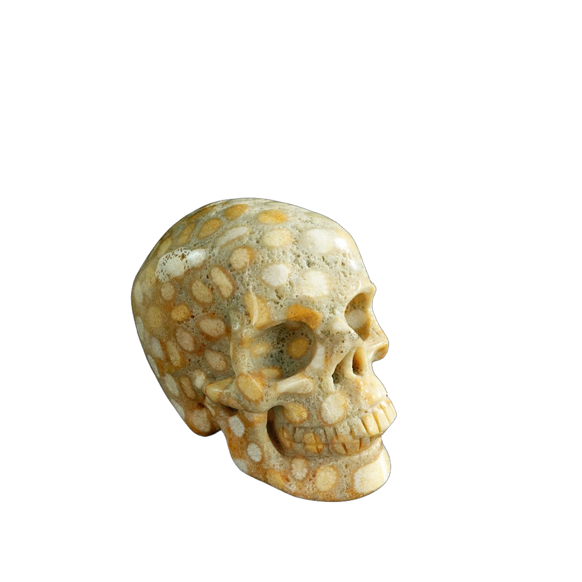 3.0" Coral Fossil Crystal Skull Carving - Unique Piece #CF04