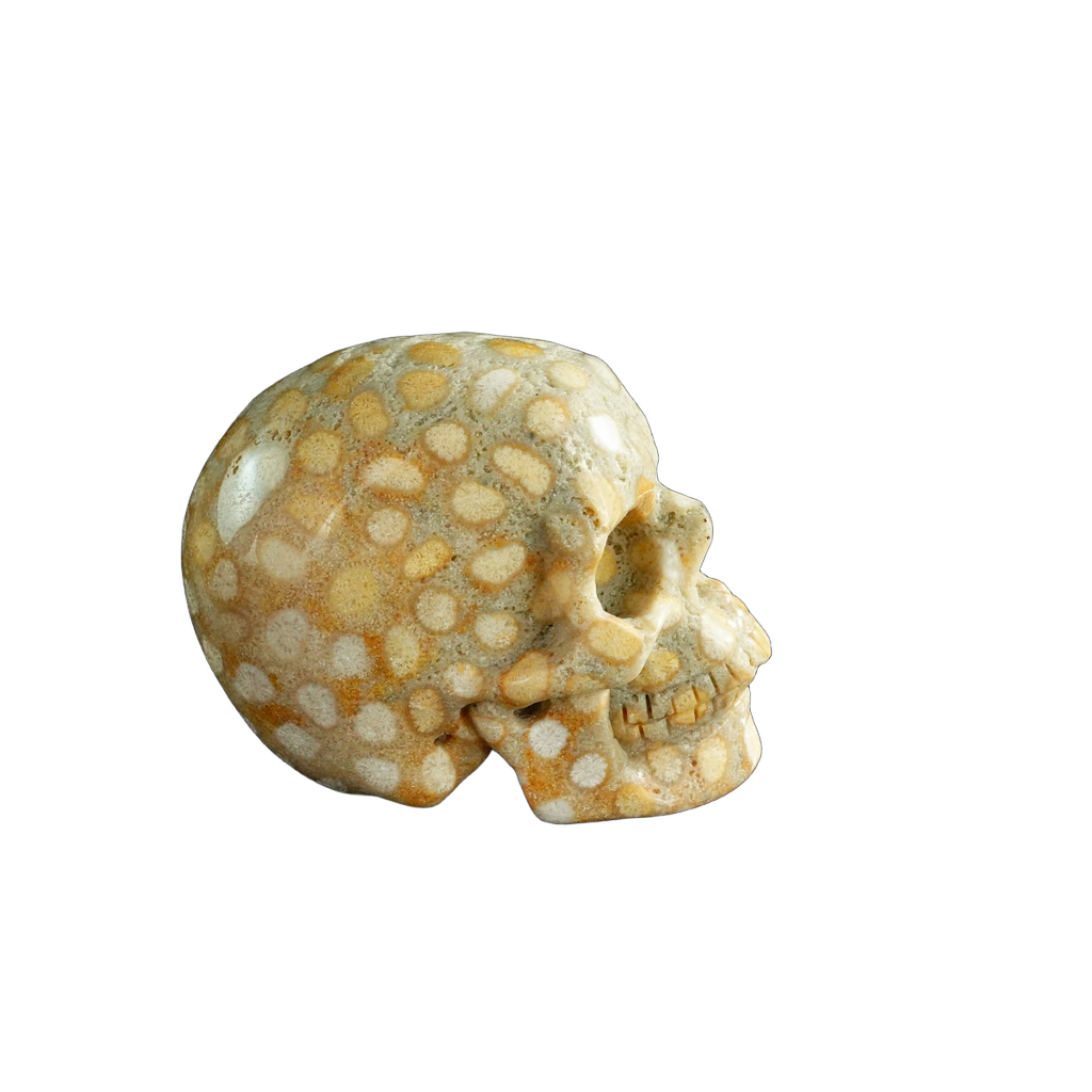 3.0" Coral Fossil Crystal Skull Carving - Unique Piece #CF04