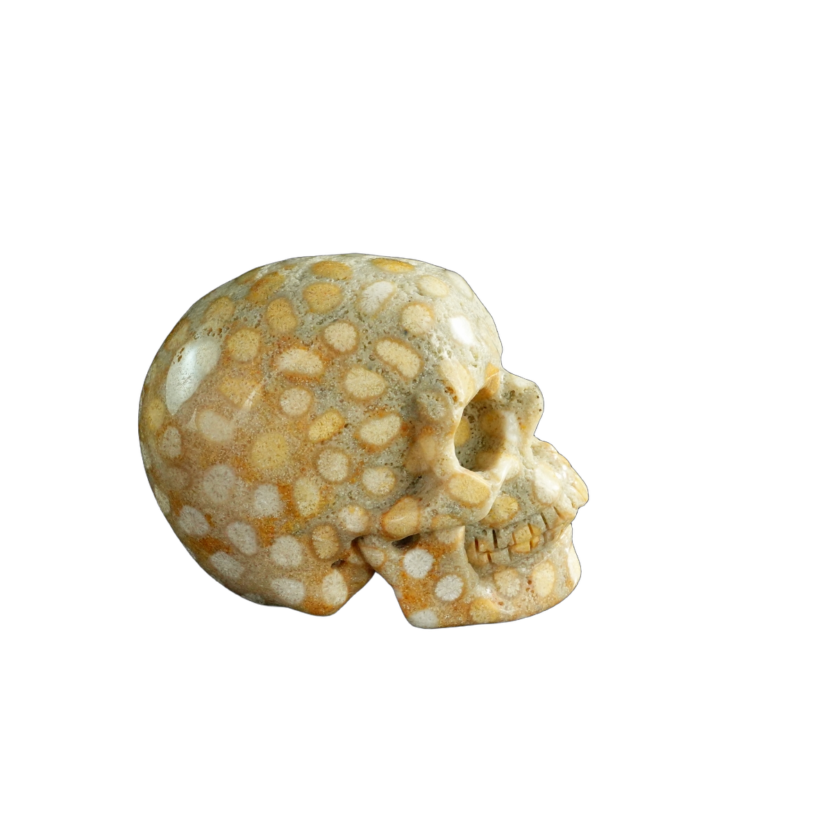 3.0" Coral Fossil Crystal Skull Carving - Unique Piece #CF04
