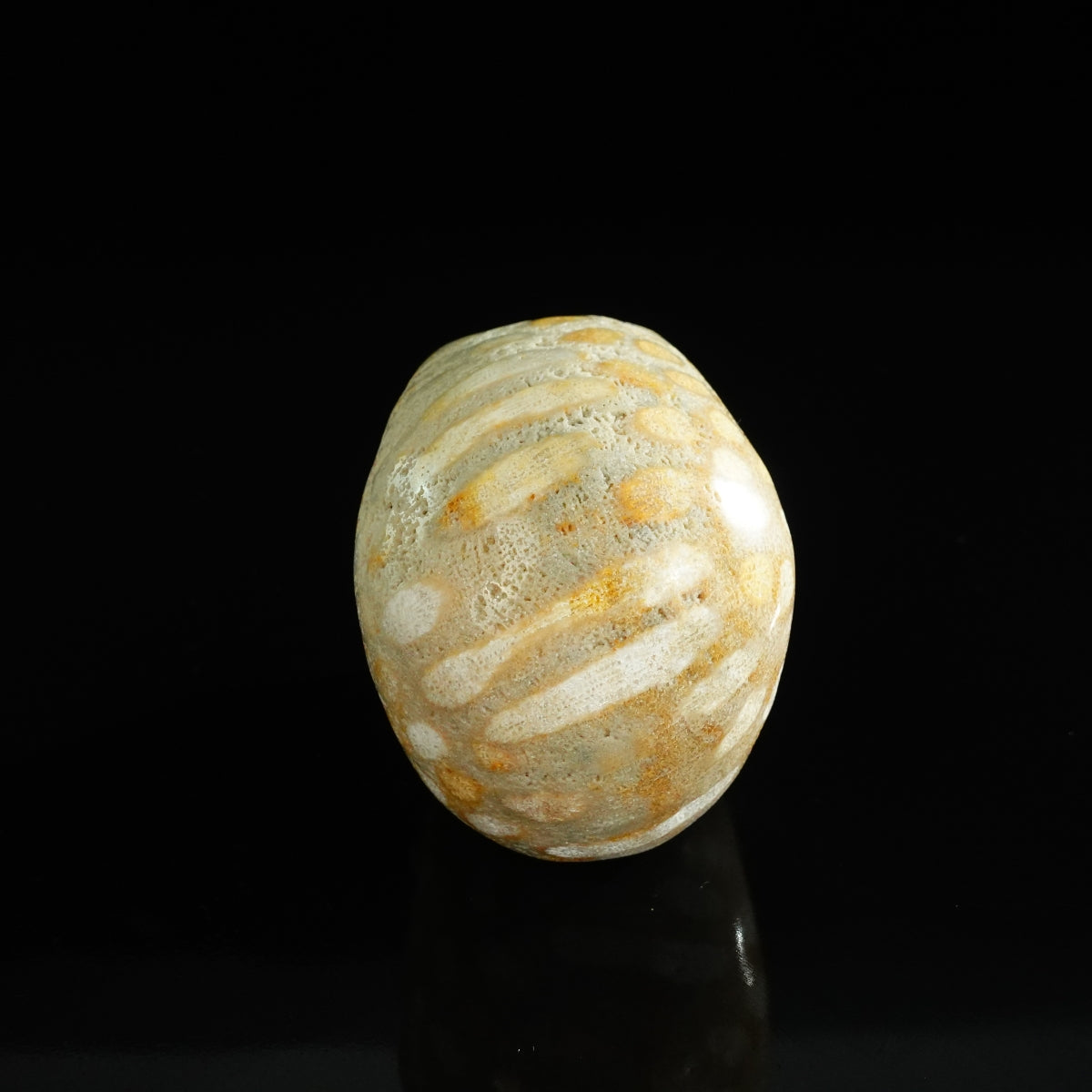 3.0" Coral Fossil Crystal Skull Carving - Unique Piece #CF04