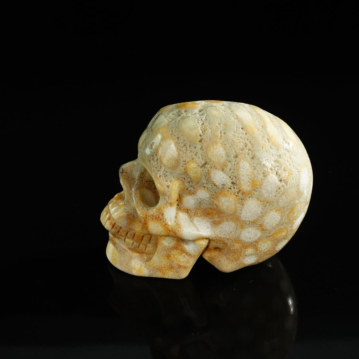 3.0" Coral Fossil Crystal Skull Carving - Unique Piece #CF04