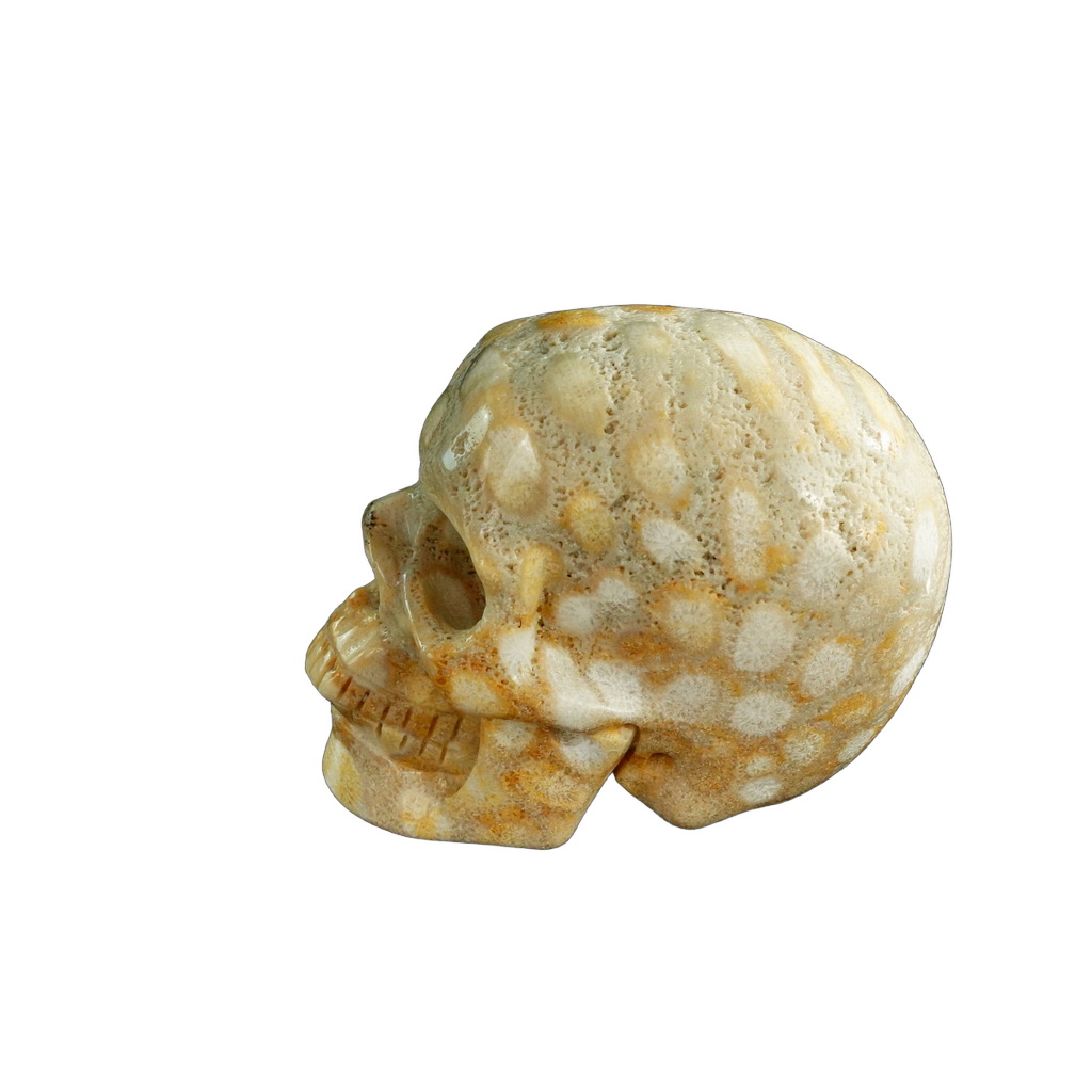 3.0" Coral Fossil Crystal Skull Carving - Unique Piece #CF04