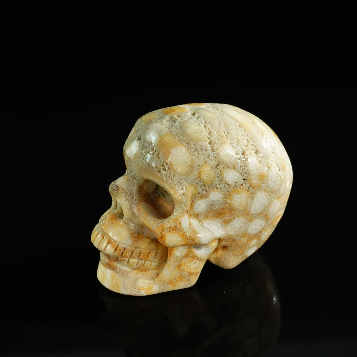 3.0" Coral Fossil Crystal Skull Carving - Unique Piece #CF04