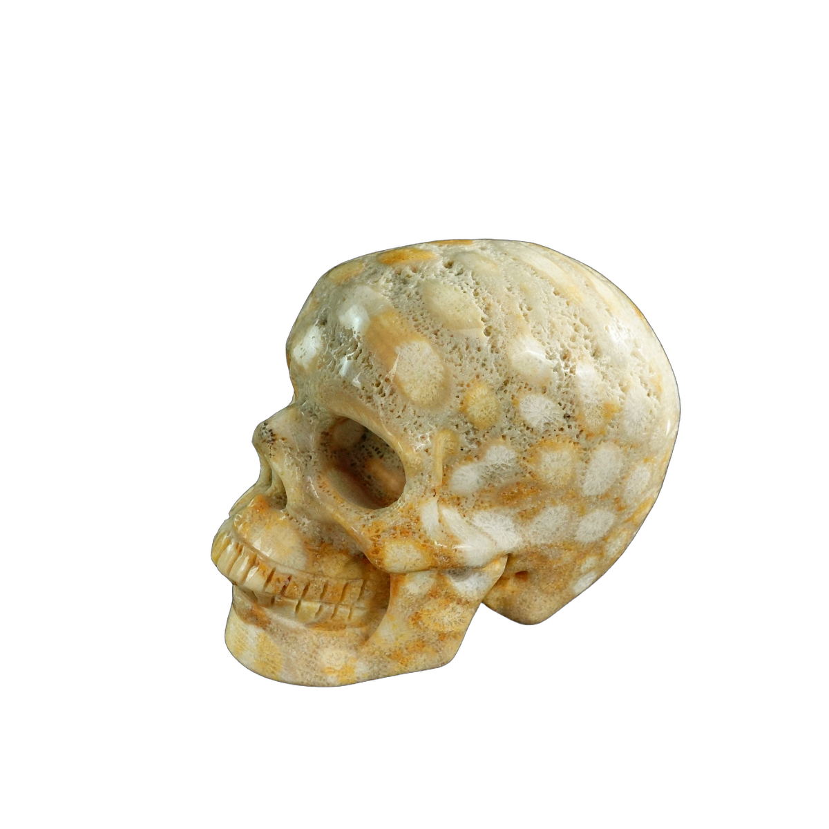3.0" Coral Fossil Crystal Skull Carving - Unique Piece #CF04