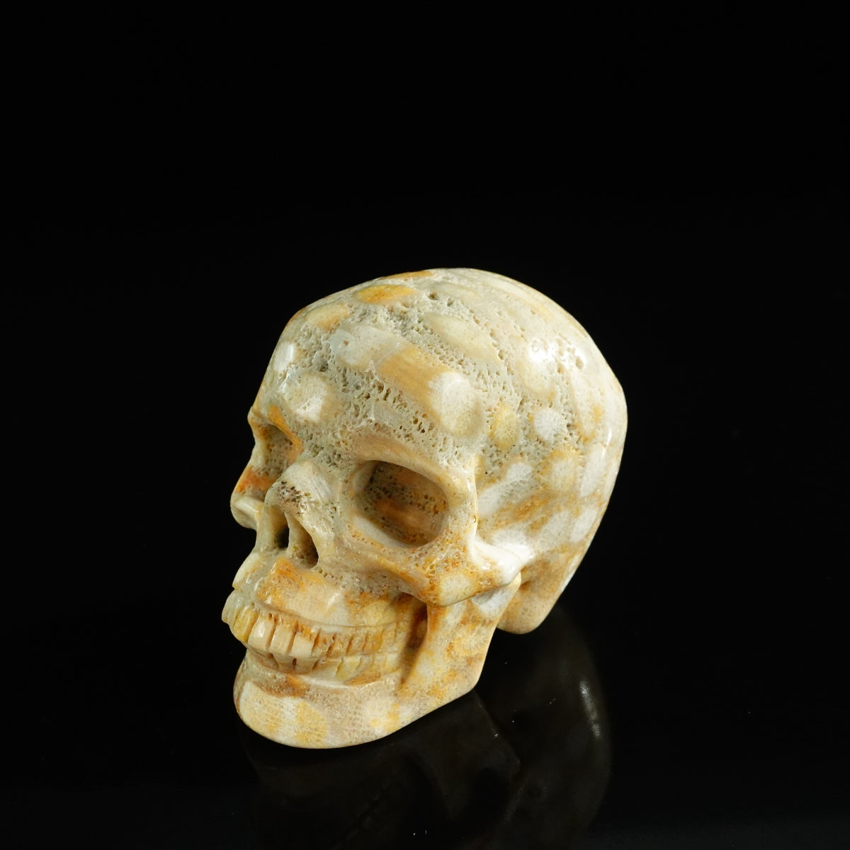 3.0" Coral Fossil Crystal Skull Carving - Unique Piece #CF04