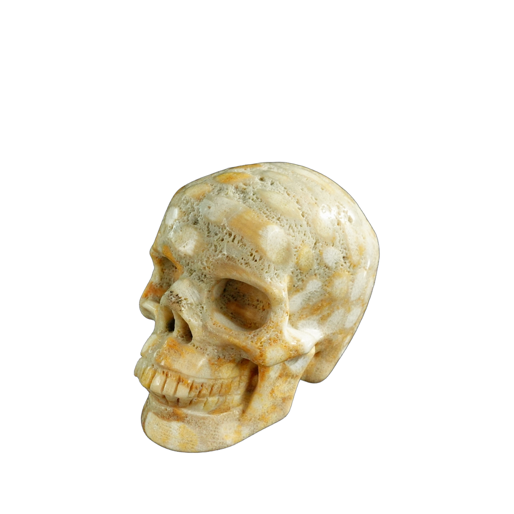 3.0" Coral Fossil Crystal Skull Carving - Unique Piece #CF04