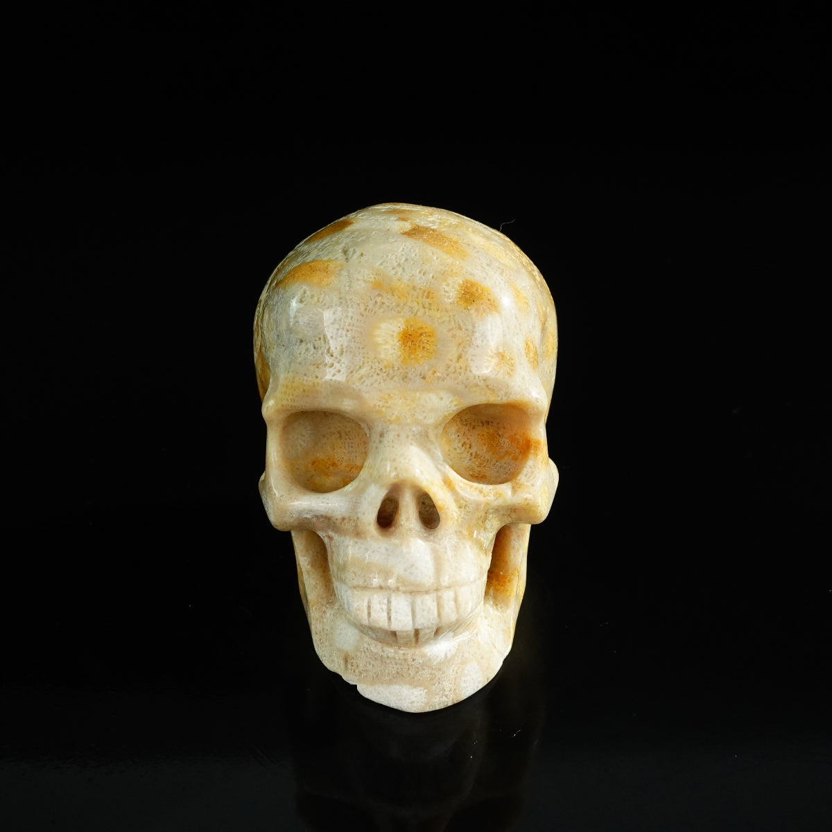 3.0" Coral Fossil Crystal Skull Carving - Unique Piece #CF05