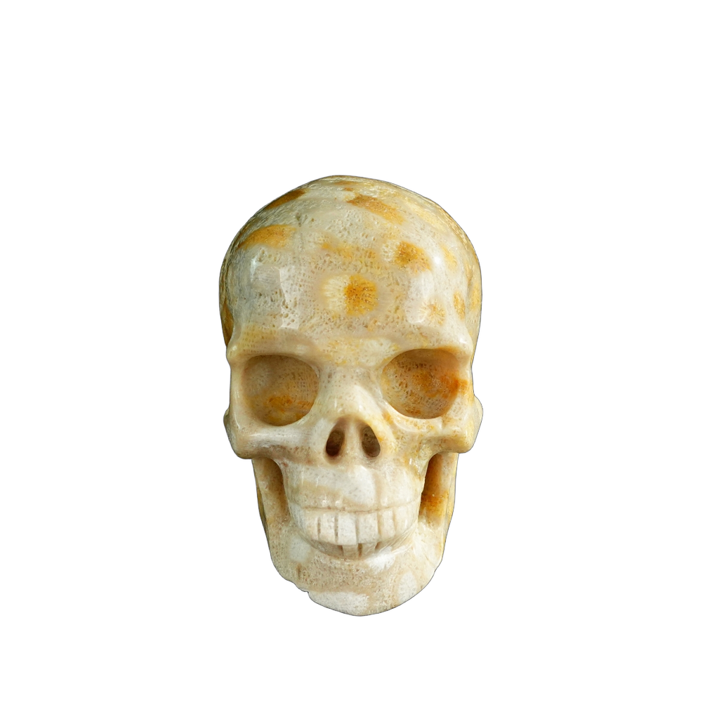 3.0" Coral Fossil Crystal Skull Carving - Unique Piece #CF05