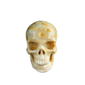 3.0" Coral Fossil Crystal Skull Carving - Unique Piece #CF05