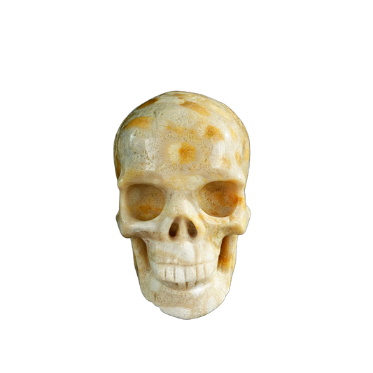 3.0" Coral Fossil Crystal Skull Carving - Unique Piece #CF05