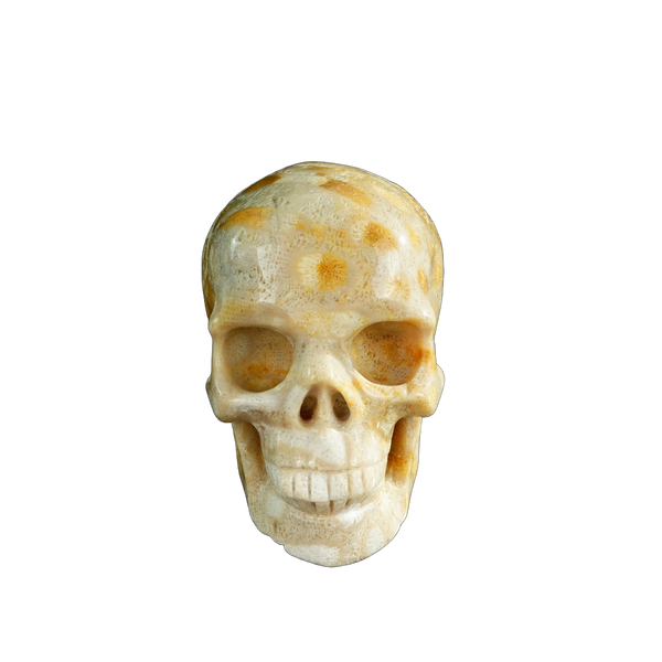 3.0" Coral Fossil Crystal Skull Carving - Unique Piece #CF05