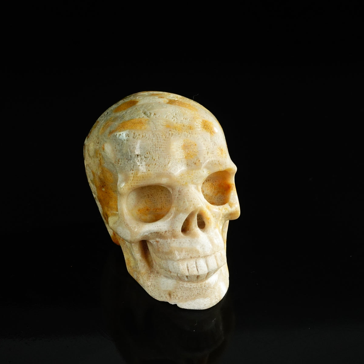 3.0" Coral Fossil Crystal Skull Carving - Unique Piece #CF05