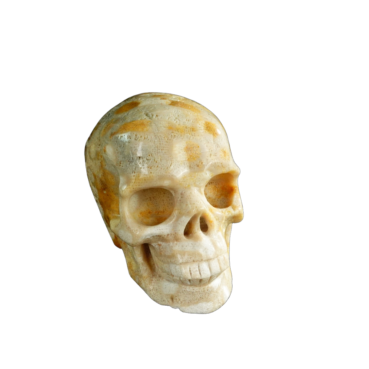 3.0" Coral Fossil Crystal Skull Carving - Unique Piece #CF05
