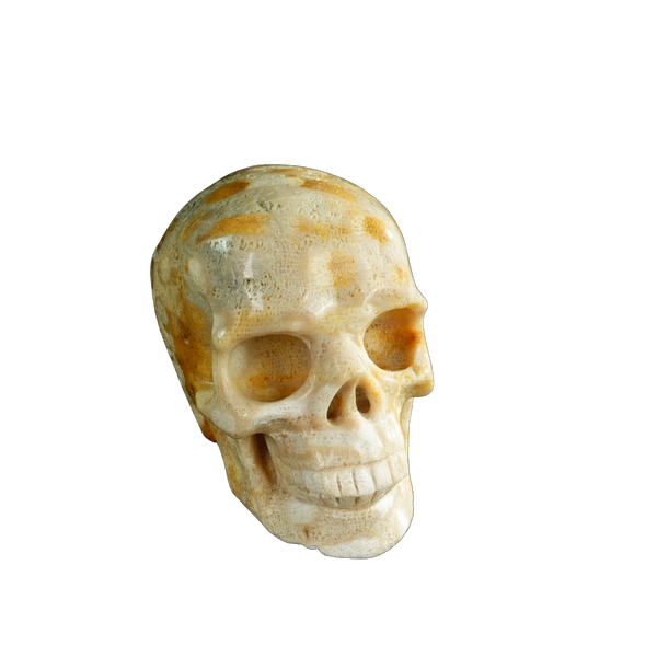 3.0" Coral Fossil Crystal Skull Carving - Unique Piece #CF05 - alternate view