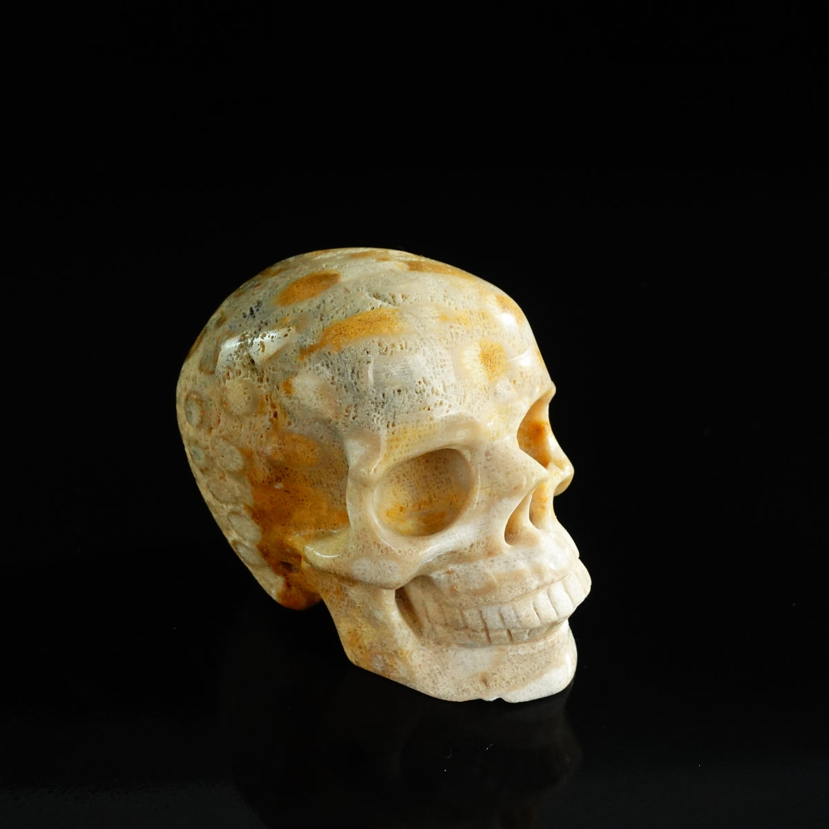 3.0" Coral Fossil Crystal Skull Carving - Unique Piece #CF05