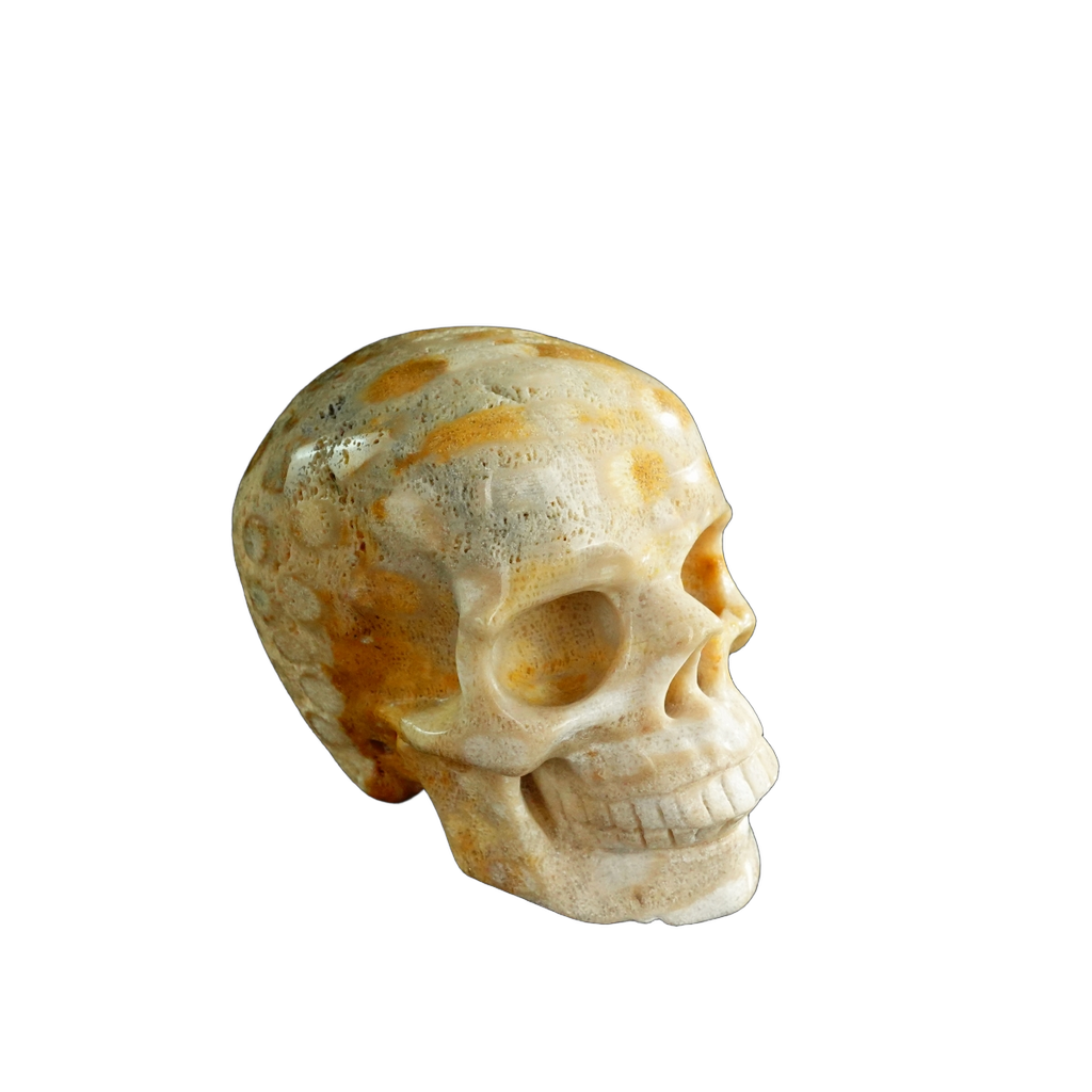3.0" Coral Fossil Crystal Skull Carving - Unique Piece #CF05