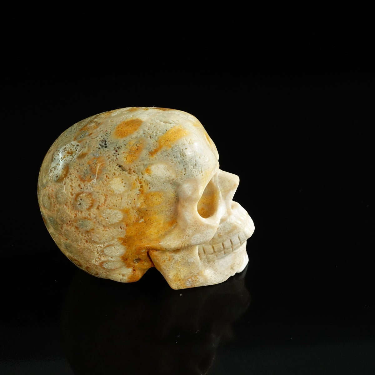 3.0" Coral Fossil Crystal Skull Carving - Unique Piece #CF05