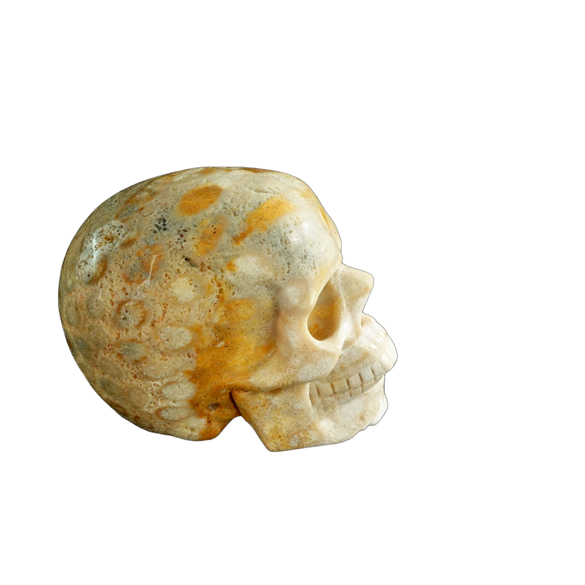 3.0" Coral Fossil Crystal Skull Carving - Unique Piece #CF05