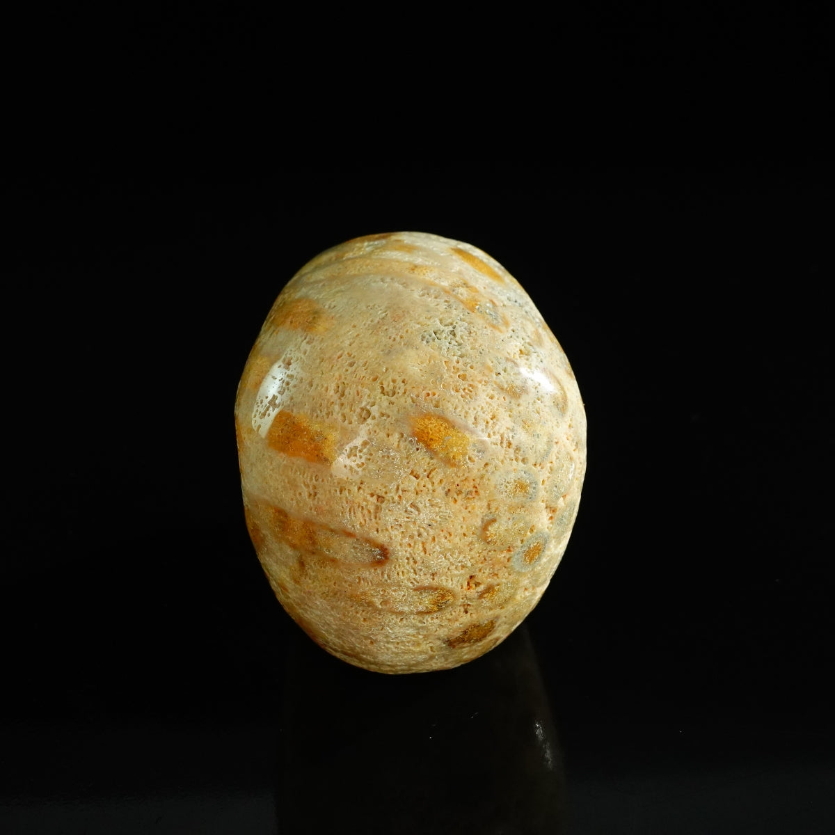 3.0" Coral Fossil Crystal Skull Carving - Unique Piece #CF05