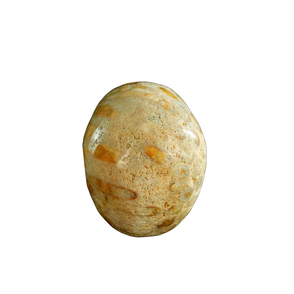 3.0" Coral Fossil Crystal Skull Carving - Unique Piece #CF05