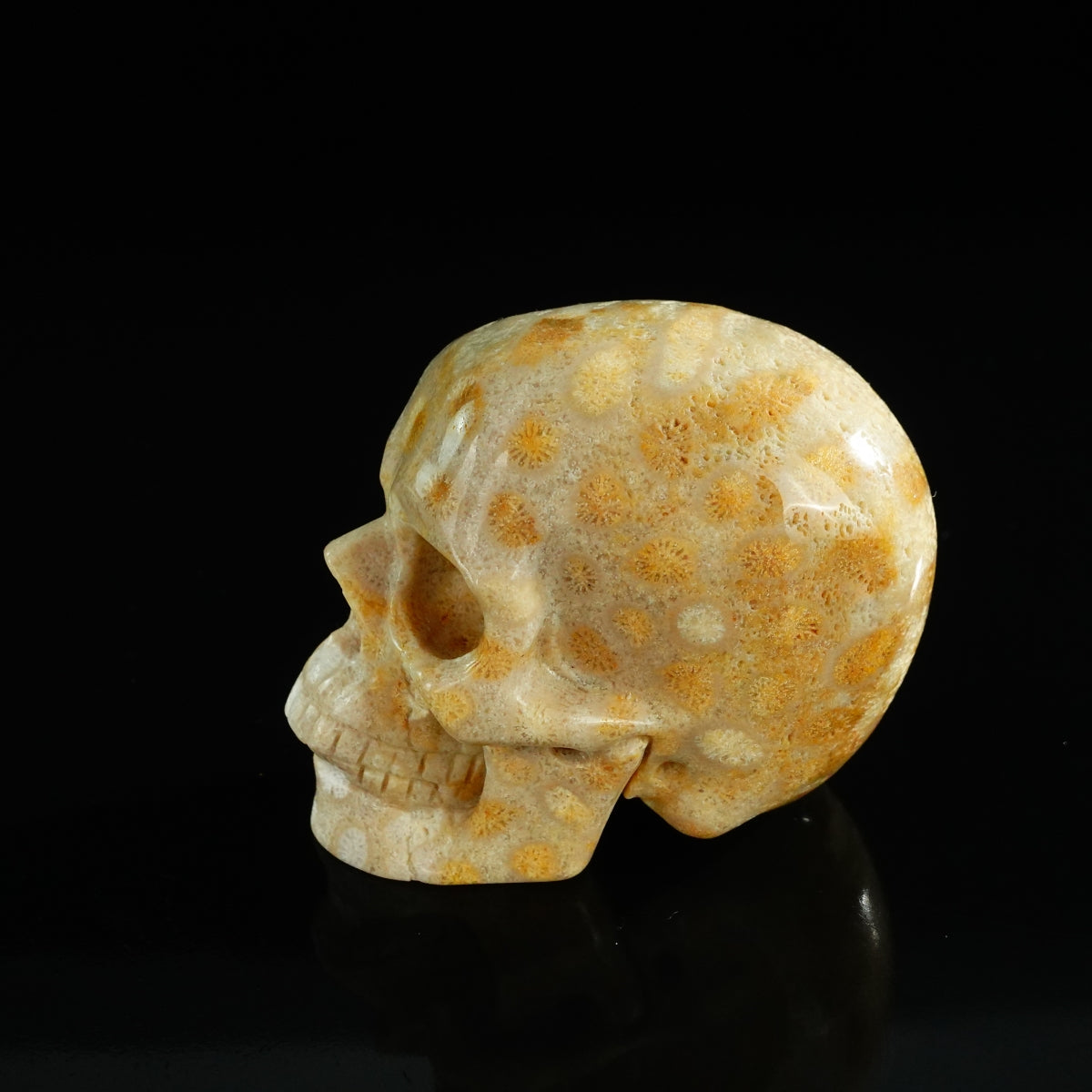3.0" Coral Fossil Crystal Skull Carving - Unique Piece #CF05