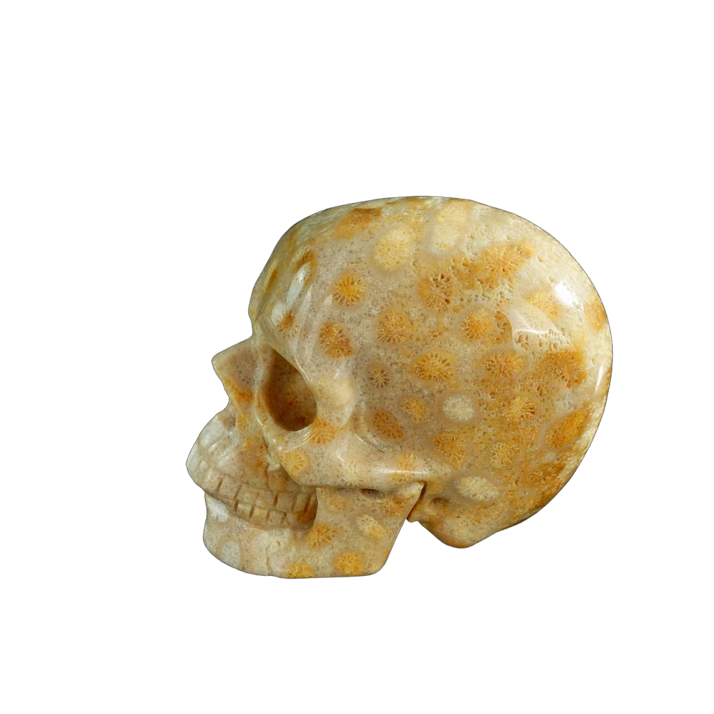 3.0" Coral Fossil Crystal Skull Carving - Unique Piece #CF05