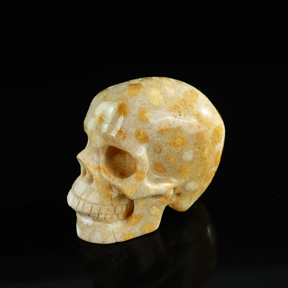 3.0" Coral Fossil Crystal Skull Carving - Unique Piece #CF05