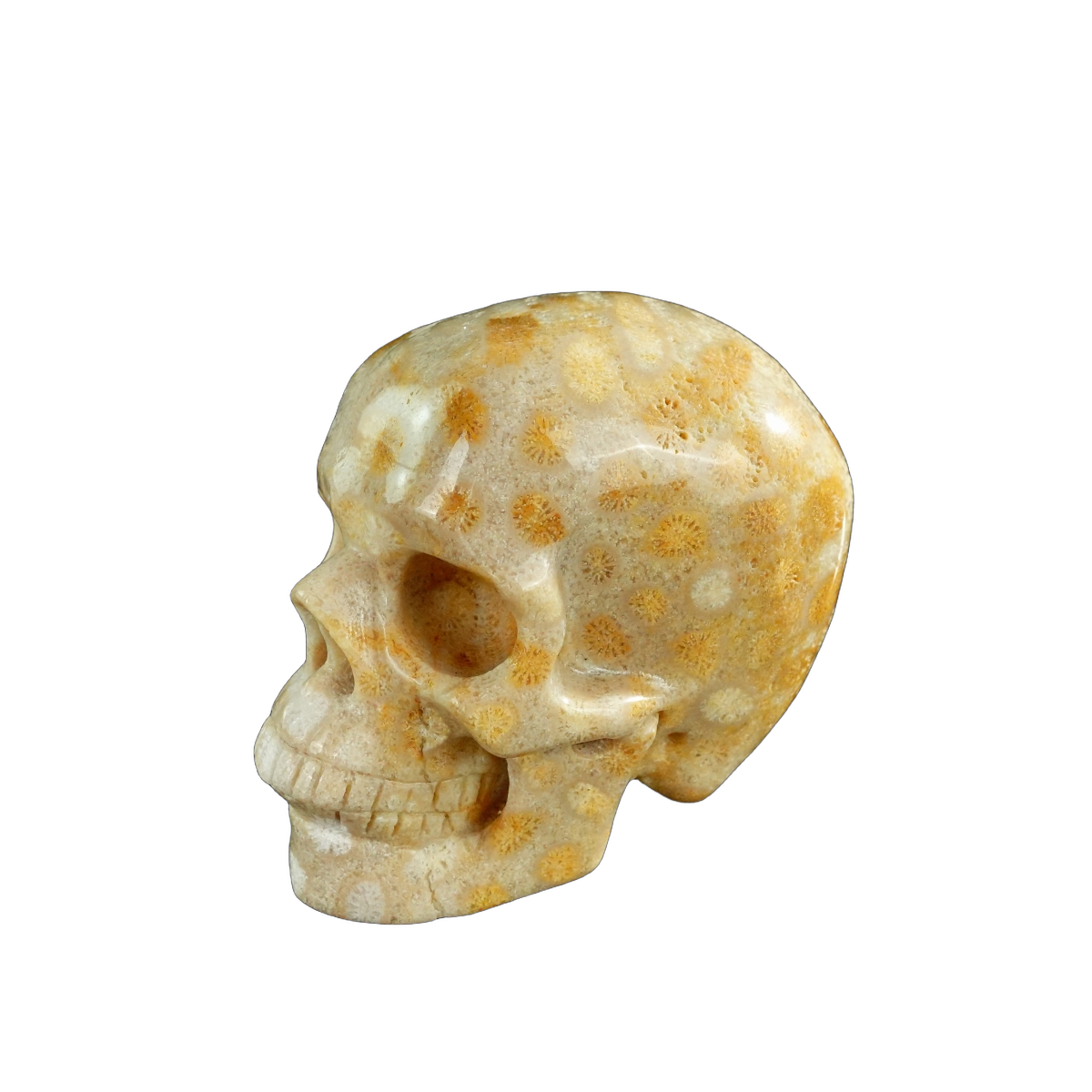 3.0" Coral Fossil Crystal Skull Carving - Unique Piece #CF05