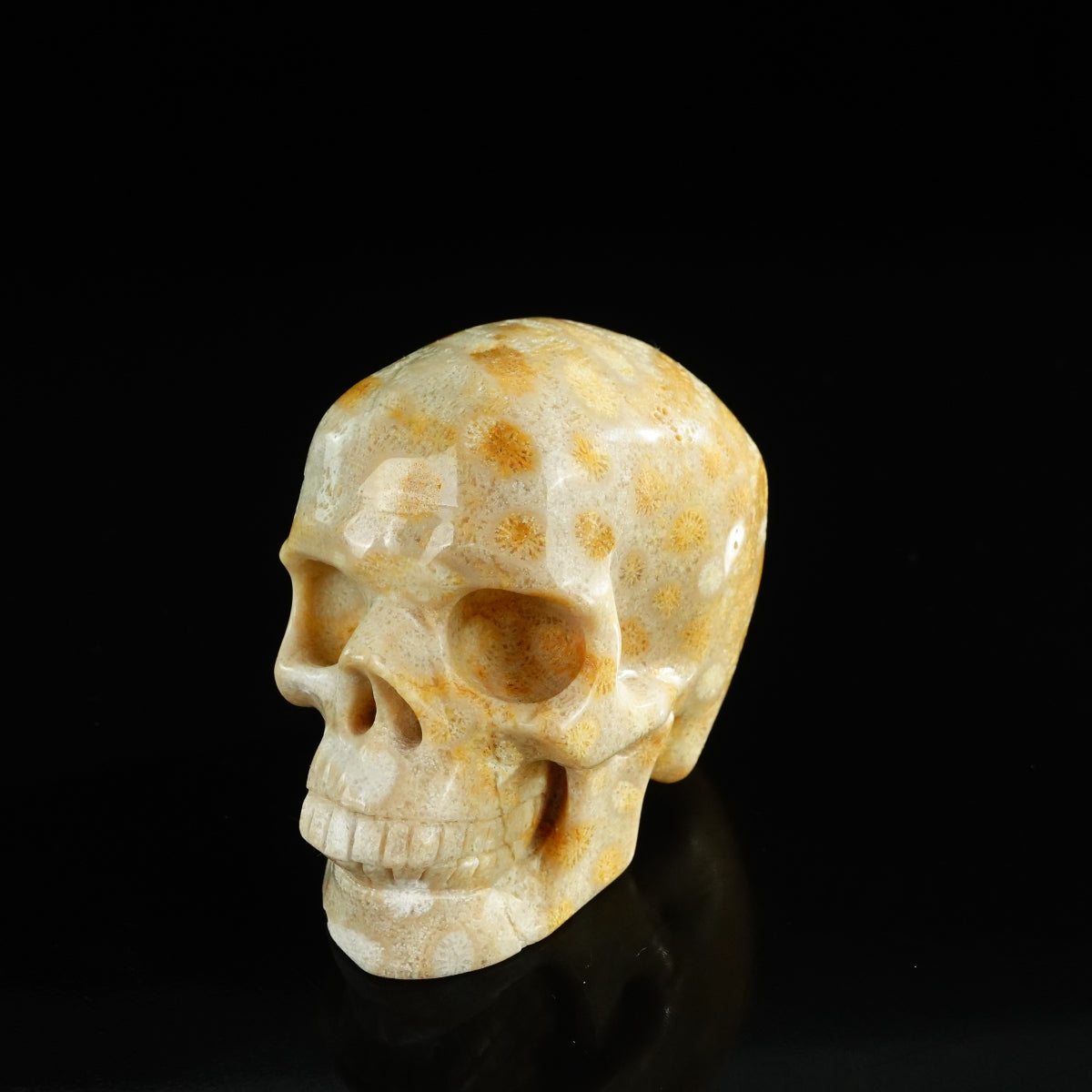 3.0" Coral Fossil Crystal Skull Carving - Unique Piece #CF05