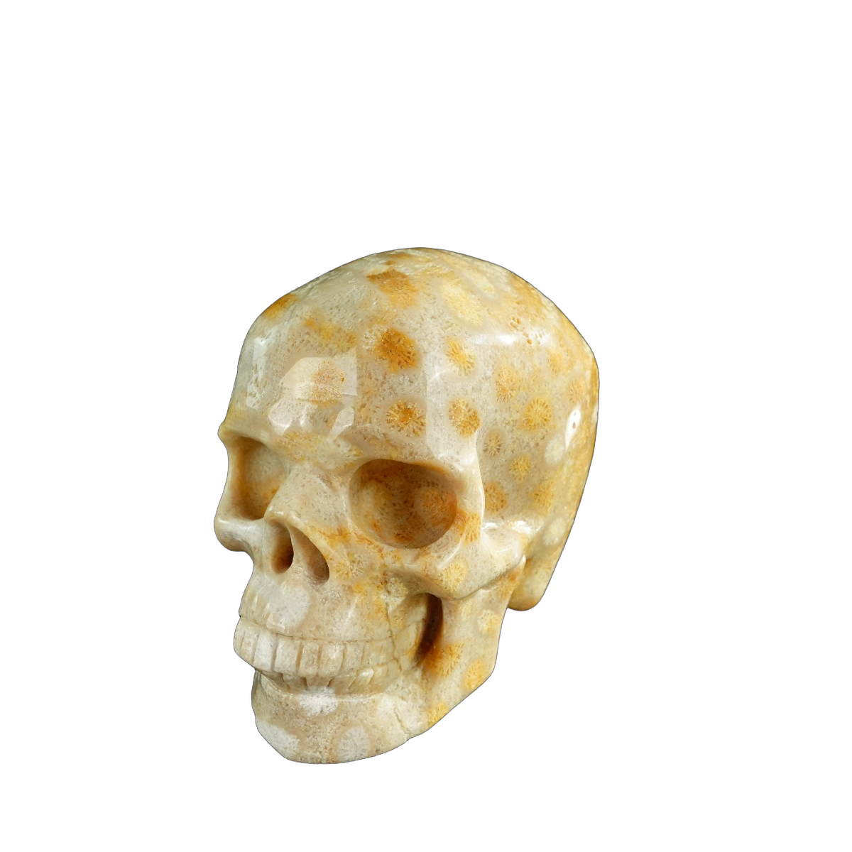 3.0" Coral Fossil Crystal Skull Carving - Unique Piece #CF05
