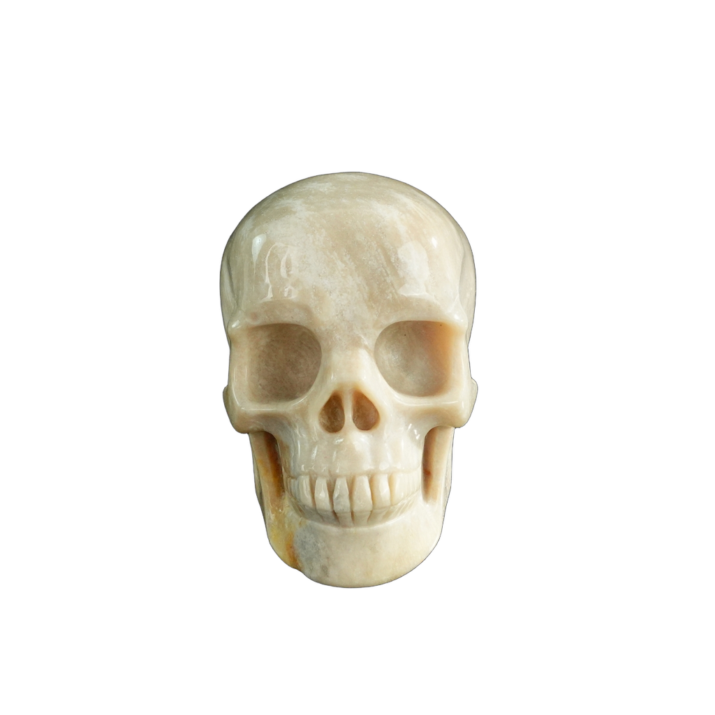 3.0" Coral Fossil Crystal Skull Carving - Unique Piece #CF06