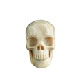 3.0" Coral Fossil Crystal Skull Carving - Unique Piece #CF06