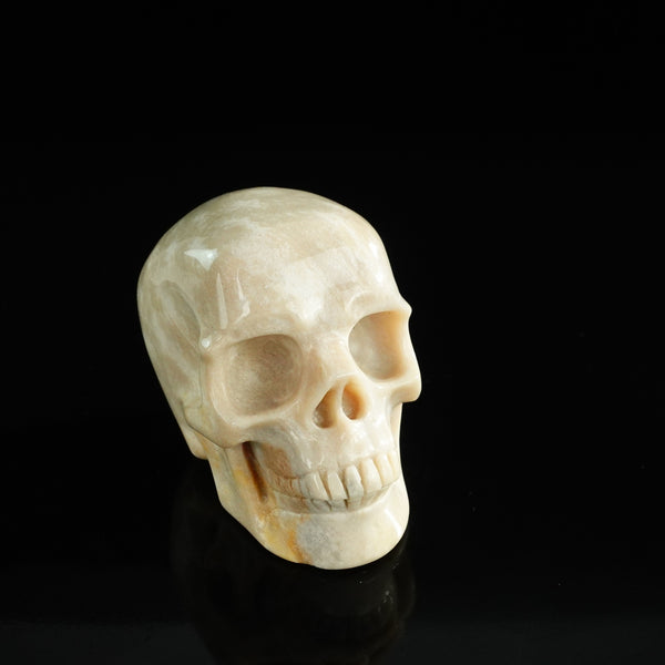 3.0" Coral Fossil Crystal Skull Carving - Unique Piece #CF06 - alternate view