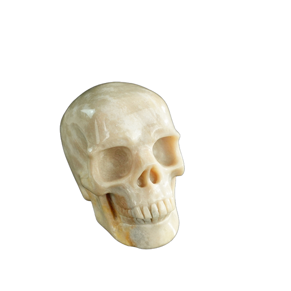 3.0" Coral Fossil Crystal Skull Carving - Unique Piece #CF06 - alternate view