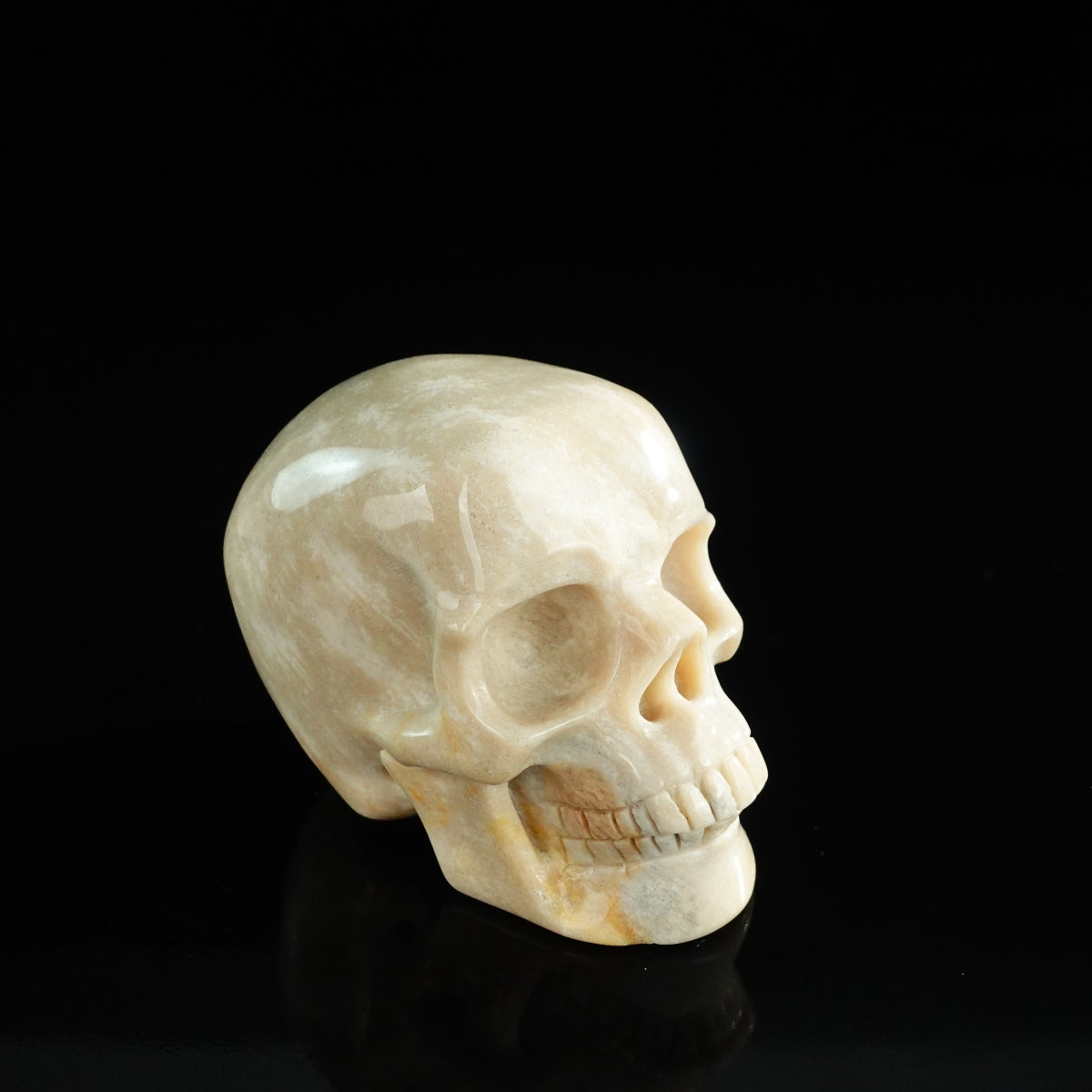 3.0" Coral Fossil Crystal Skull Carving - Unique Piece #CF06