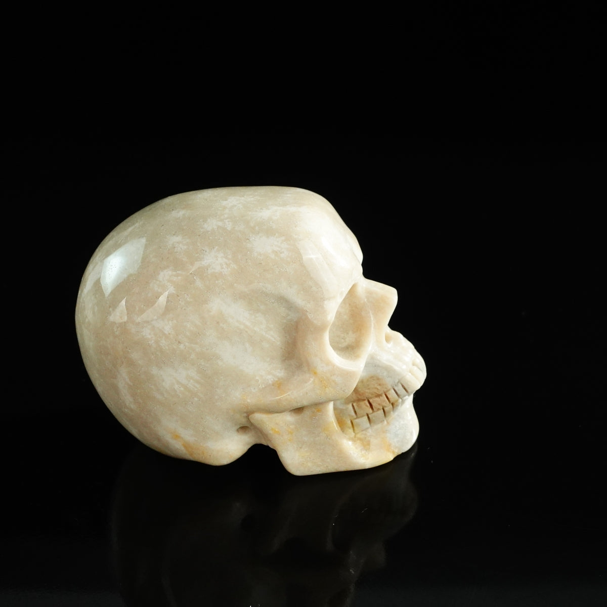 3.0" Coral Fossil Crystal Skull Carving - Unique Piece #CF06