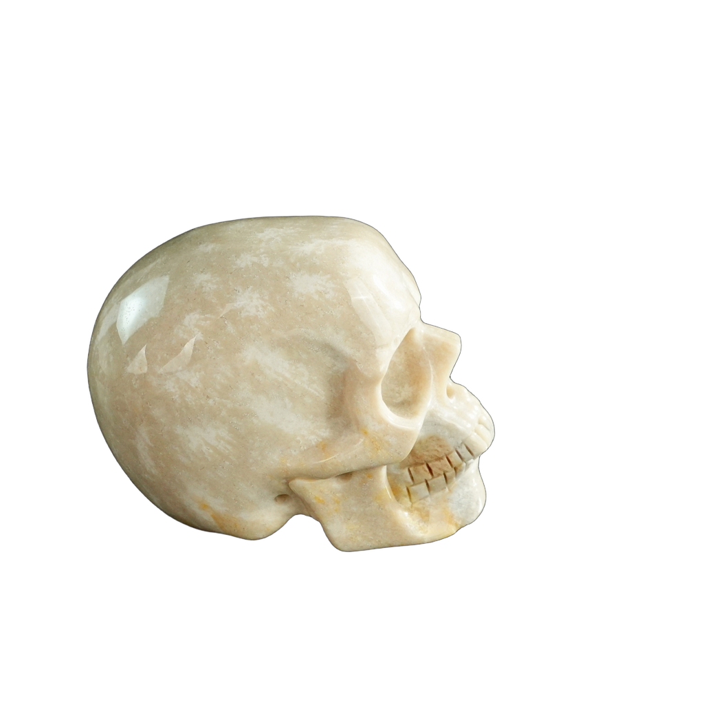 3.0" Coral Fossil Crystal Skull Carving - Unique Piece #CF06
