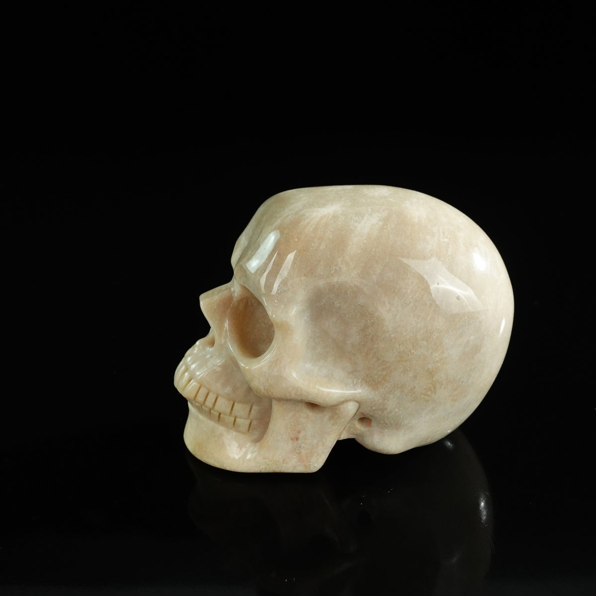 3.0" Coral Fossil Crystal Skull Carving - Unique Piece #CF06