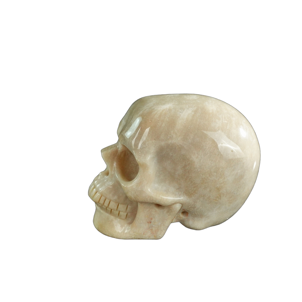 3.0" Coral Fossil Crystal Skull Carving - Unique Piece #CF06