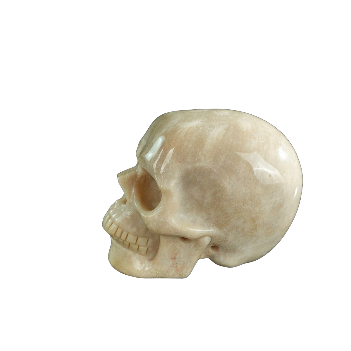 3.0" Coral Fossil Crystal Skull Carving - Unique Piece #CF06
