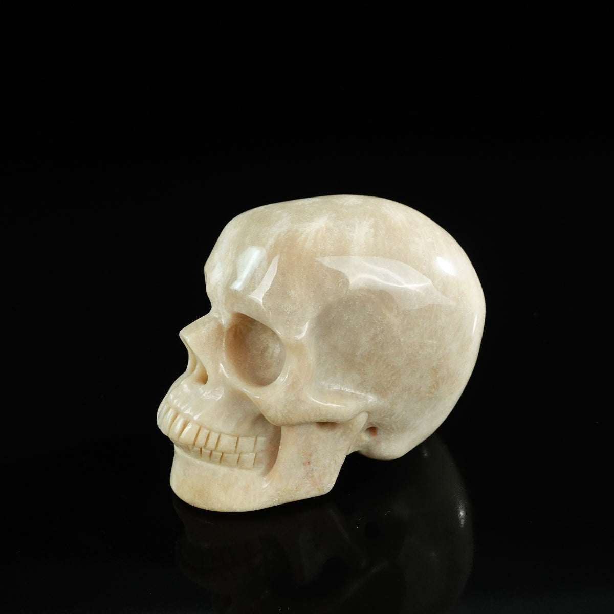 3.0" Coral Fossil Crystal Skull Carving - Unique Piece #CF06